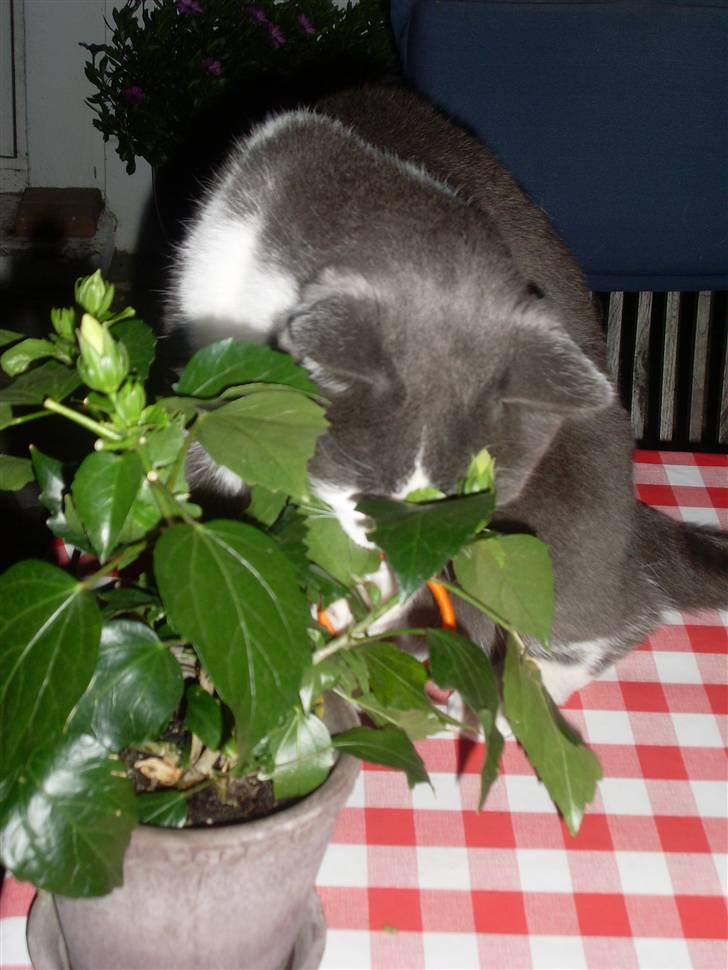 Blanding af racer tommads<3 - Oppe på bordet igen:P billede 15