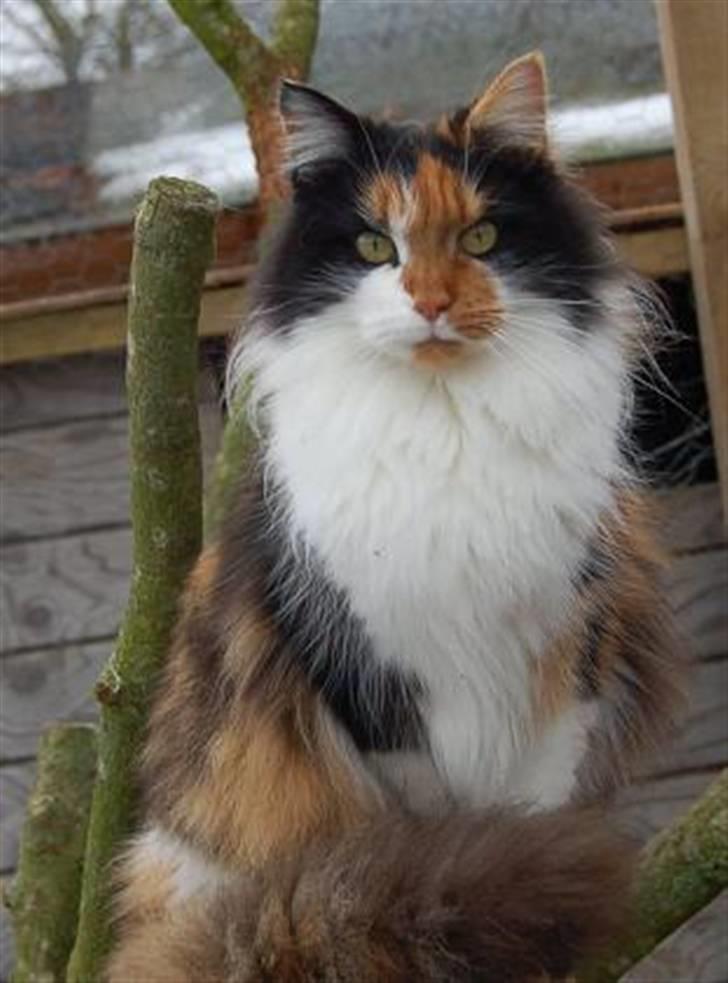 Maine Coon Krammedyret Julie - 15 mdr gammel billede 1