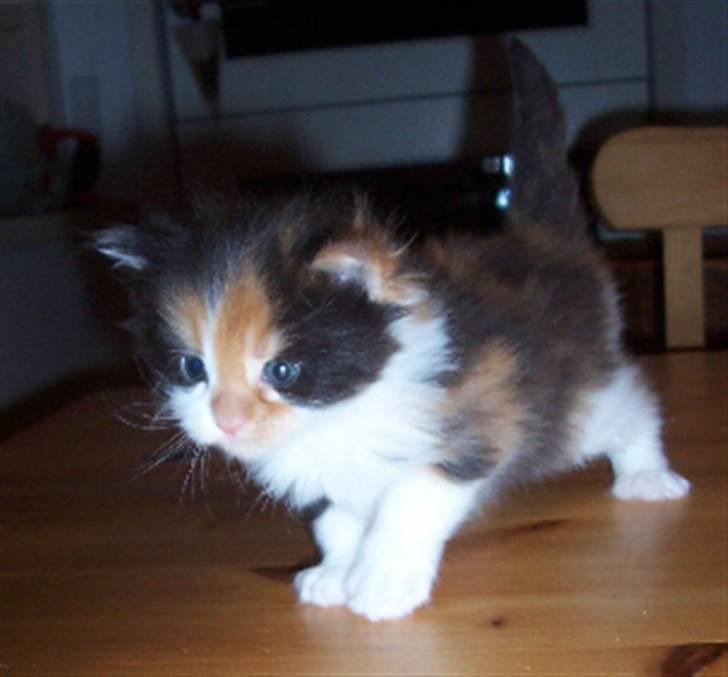 Maine Coon Krammedyret Julie - 3 uger billede 2