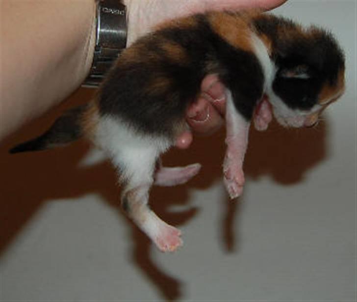 Maine Coon Krammedyret Julie - 10 dage billede 4