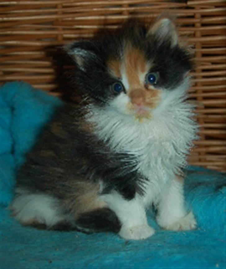 Maine Coon Krammedyret Julie - 5 uger billede 5