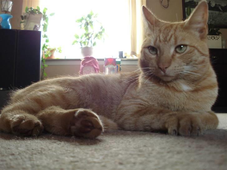 Huskat Missedreng - Kattenes konge billede 1