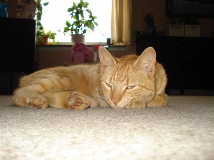 Huskat Missedreng - Zzz billede 2