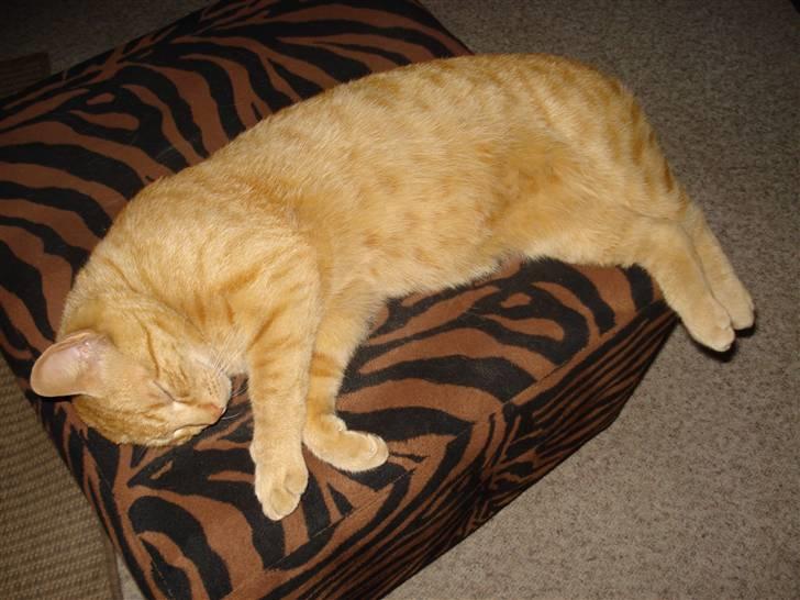 Huskat Missedreng - Snork billede 5