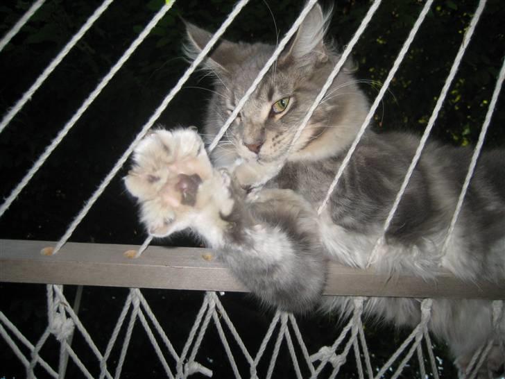 Maine Coon MissB`cats Darius - 13/5-08. En farlig tigermis :o) billede 11