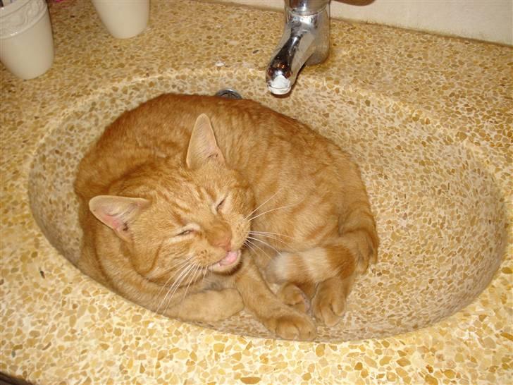 Huskat Missedreng - Ska du vaske fingre...? Glem det, her ligger jeg billede 6