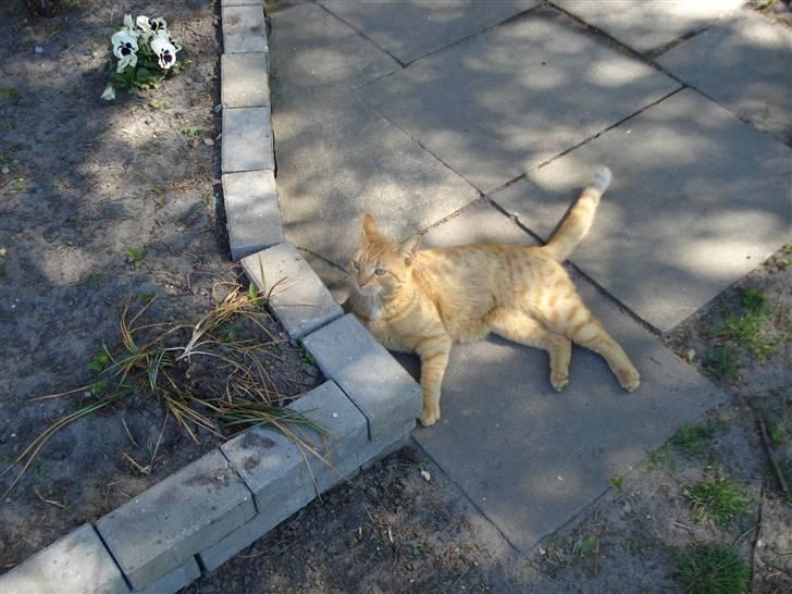 Huskat Missedreng - Åhh hvor skønt, med sol stråler billede 7