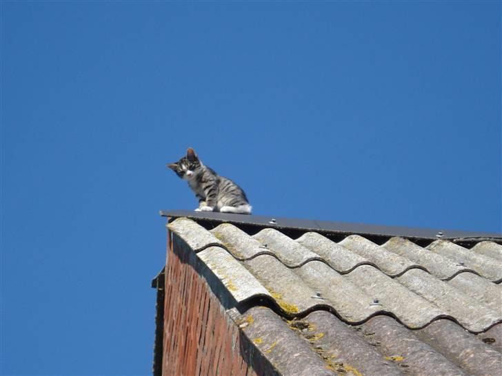 Huskat Mini mis - Lille Mini mis gik en tur :-)  Far måtte op og hente ham ned efter 3 timer billede 7