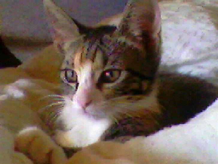 Huskat Mizz Molly billede 1