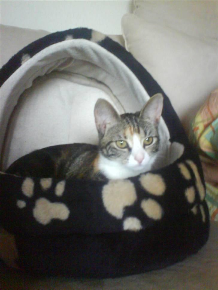 Huskat Mizz Molly billede 2