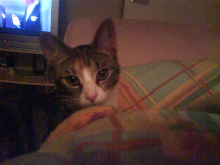 Huskat Mizz Molly billede 3