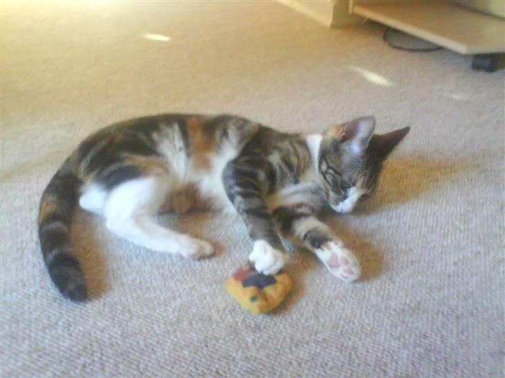 Huskat Mizz Molly billede 4