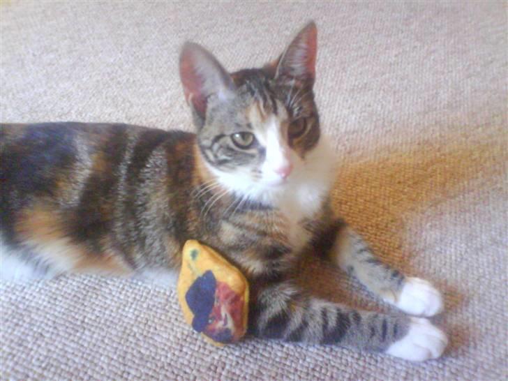 Huskat Mizz Molly billede 5