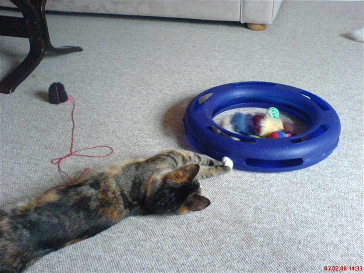 Huskat Mizz Molly billede 6