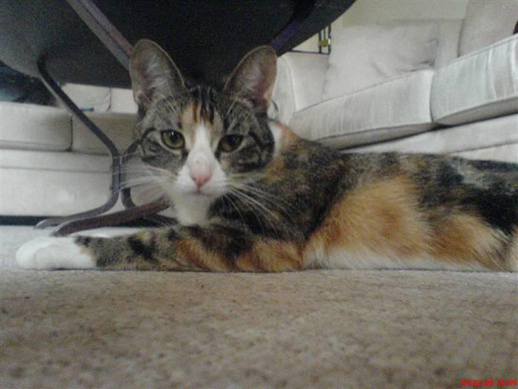 Huskat Mizz Molly billede 7