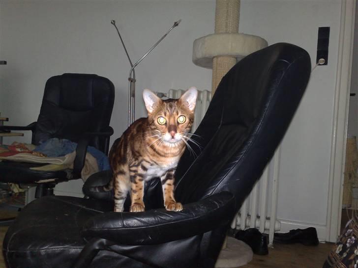 Bengal Picasso billede 2