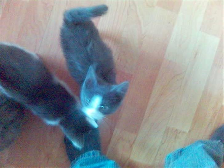 Huskat speedy hjælp mig hjem - Er hun ik dejlig hun ser op til mig  billede 1