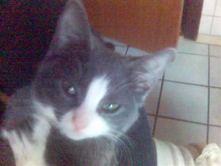 Huskat speedy hjælp mig hjem - jeg er ved at være træt billede 2