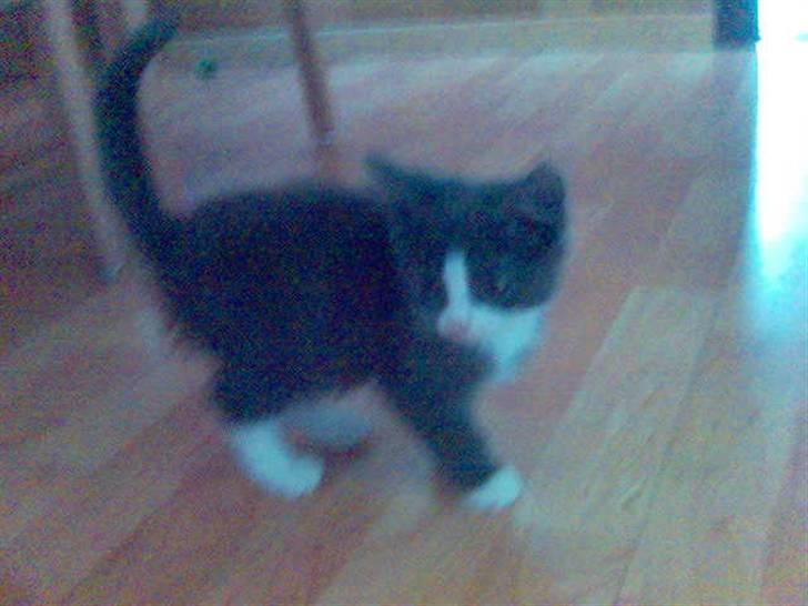 Huskat speedy hjælp mig hjem - jeg er sportti billede 3