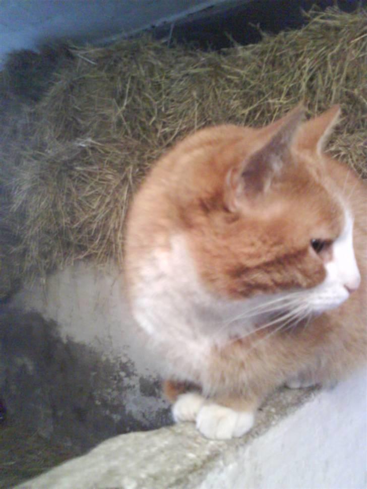 Blanding af racer Garfield - Nu får jeg dig snart mus! billede 6