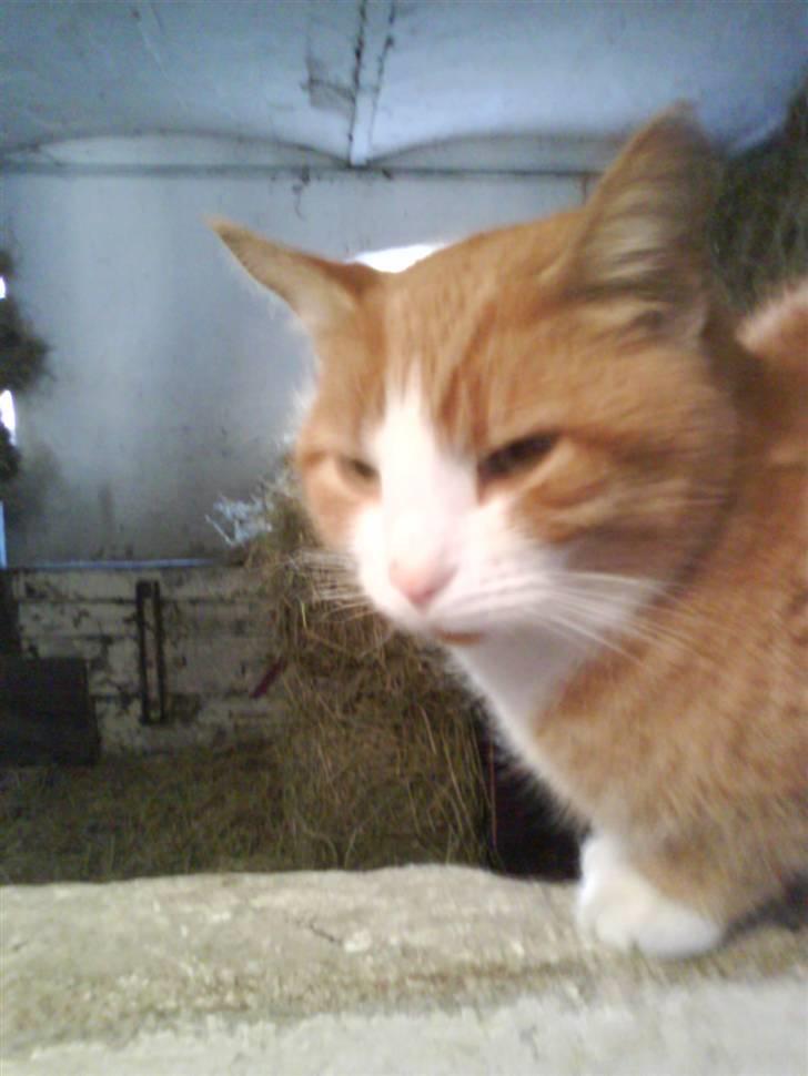 Blanding af racer Garfield billede 7