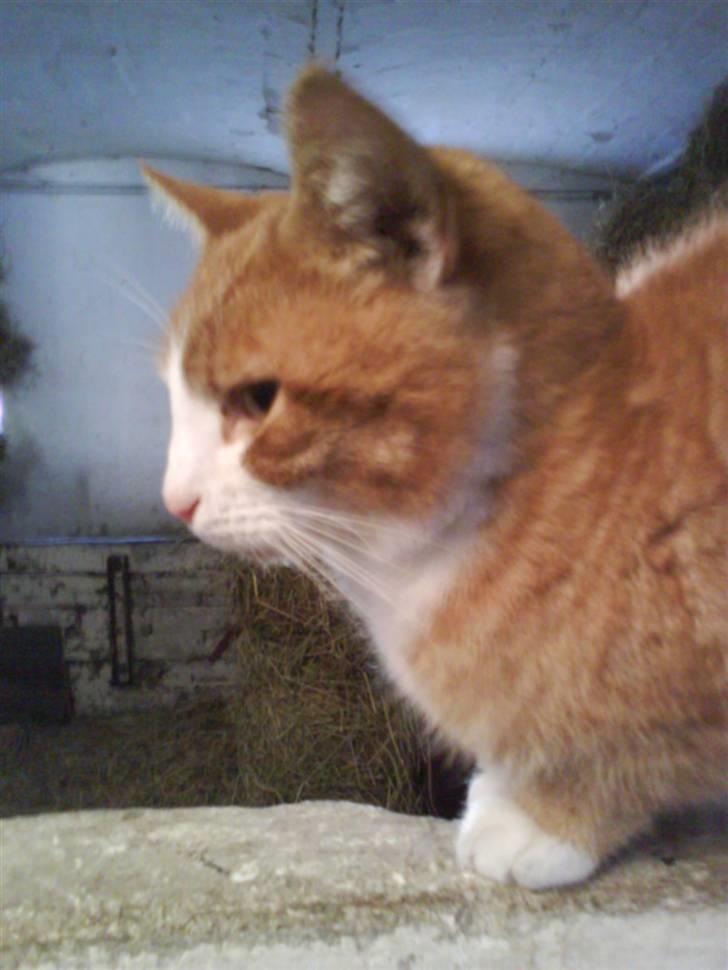 Blanding af racer Garfield billede 8