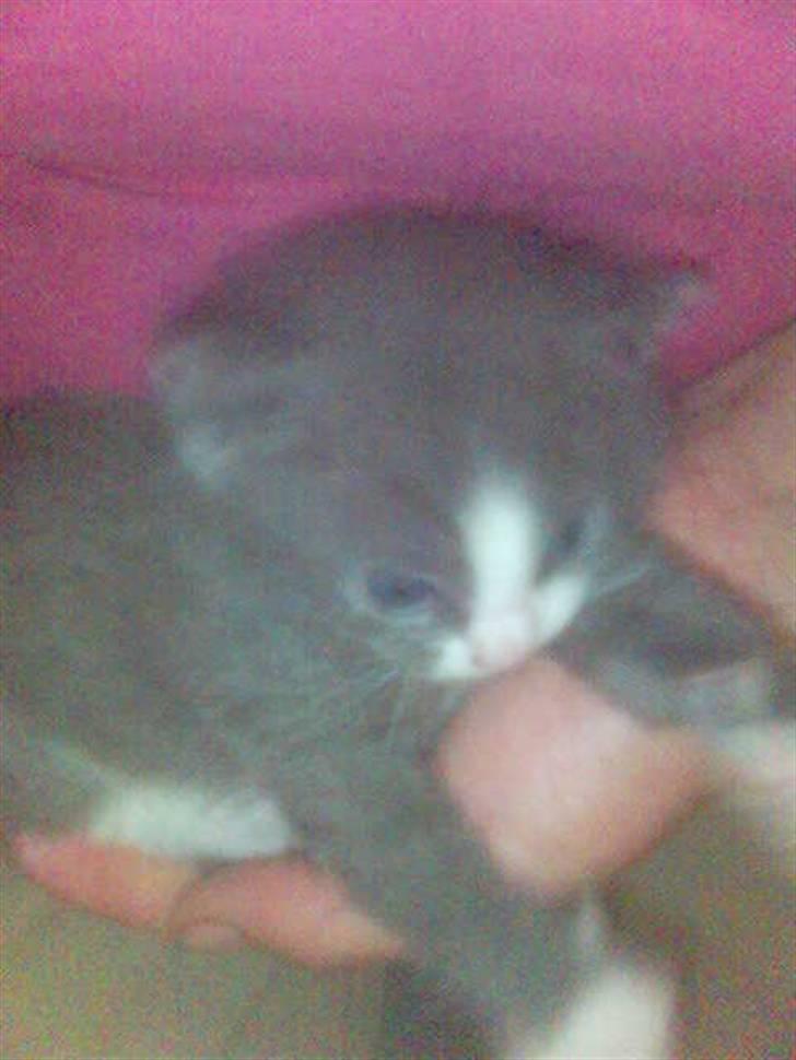 Huskat speedy hjælp mig hjem billede 5