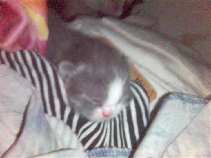 Huskat speedy hjælp mig hjem - 1 dag billede 7