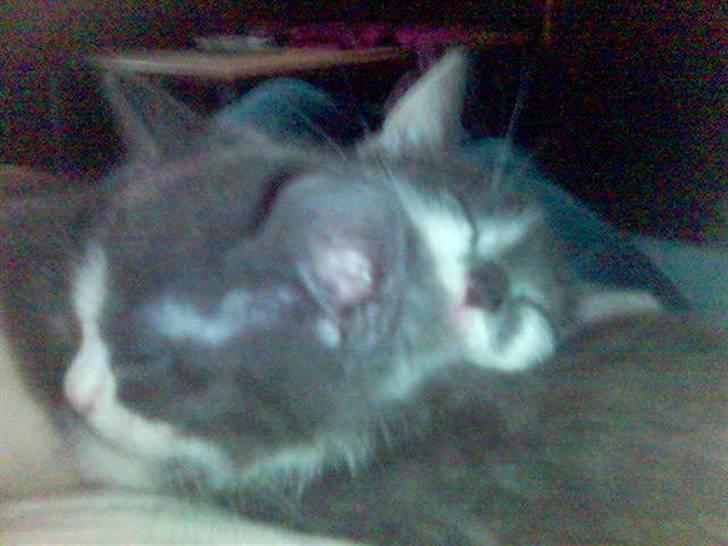 Huskat speedy hjælp mig hjem - stor kram billede 8