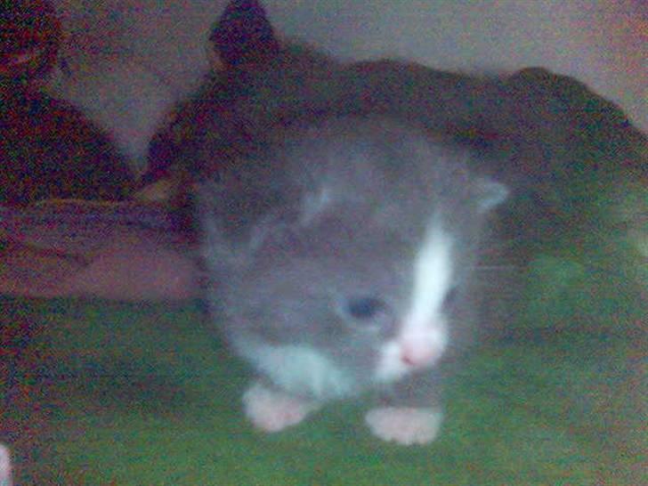 Huskat speedy hjælp mig hjem billede 9