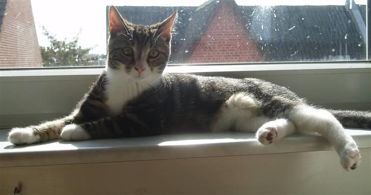 Huskat Taco (lforsvundet) - Oktober 2007 billede 6