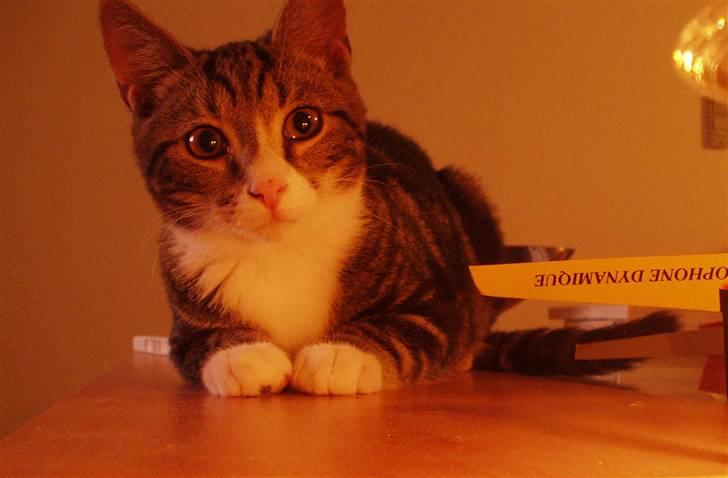 Huskat Taco (lforsvundet) - Oktober 2007 billede 7