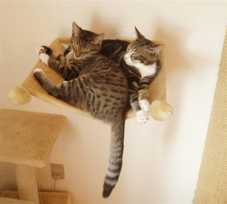 Huskat Taco (lforsvundet) - Oktober 2007 billede 8