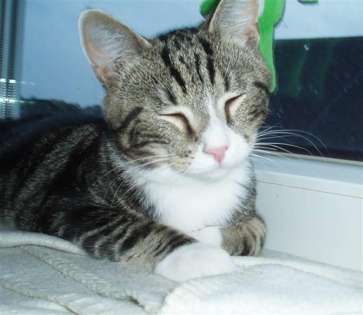 Huskat Taco (lforsvundet) - November 2007 billede 9