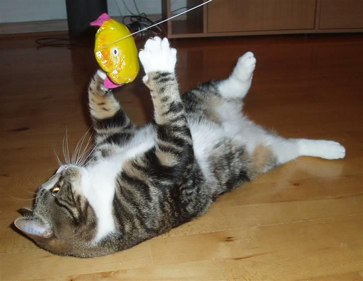 Huskat Taco (lforsvundet) - Februar 2008 billede 10