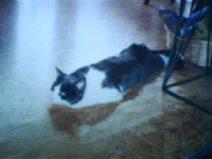 Blanding af racer tommads<3 - dejlig måde og ligge på?;) billede 16