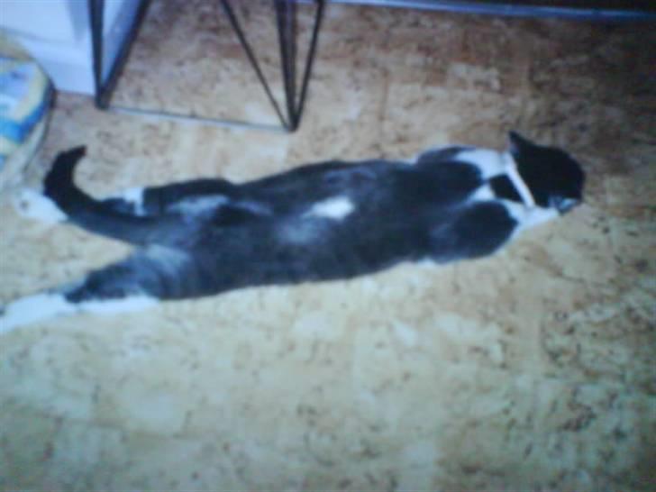 Blanding af racer tommads<3 - jeg er doven;) billede 17