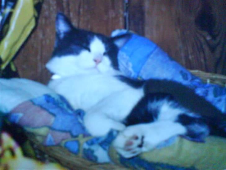 Blanding af racer tommads<3 - dejligt!;) billede 18