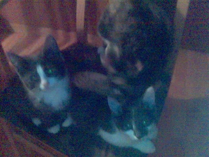 Huskat sanvet rip Mette :( - Mette og killiger billede 2