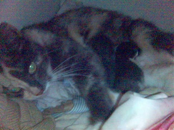 Huskat sanvet rip Mette :( billede 3