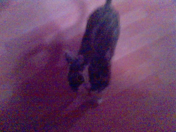 Huskat sanvet rip Mette :( billede 4