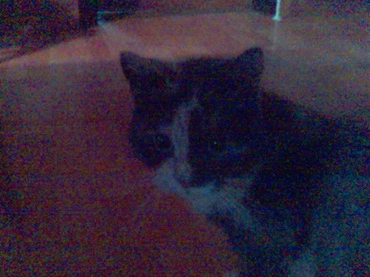 Huskat sanvet rip Mette :( billede 5