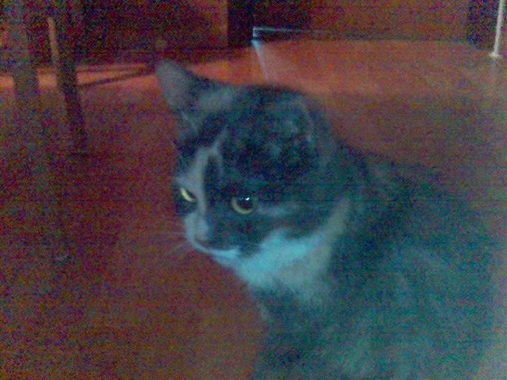 Huskat sanvet rip Mette :( billede 6