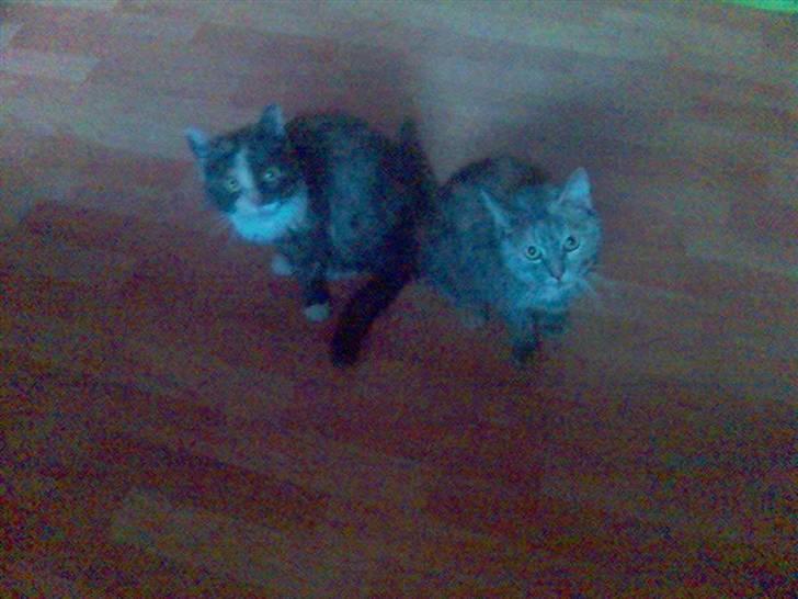 Huskat sanvet rip Mette :( - Mette og Buster billede 7