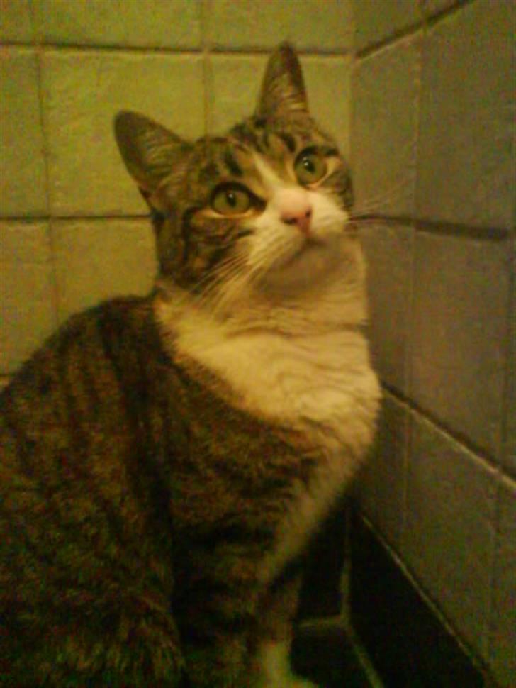 Blanding af racer betty<3 - hov hvad er det?:) billede 1