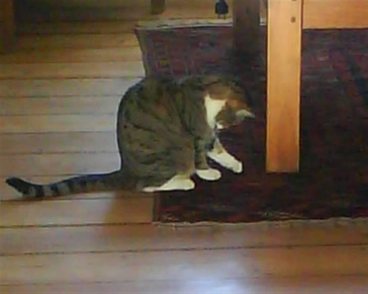 Blanding af racer betty<3 - uhhh... lege?:) billede 2