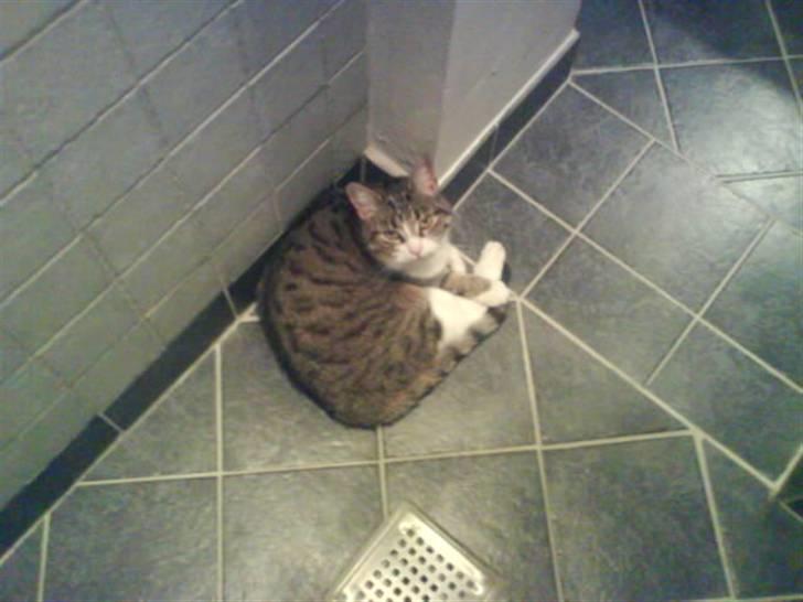 Blanding af racer betty<3 - hmmm.. billede 3