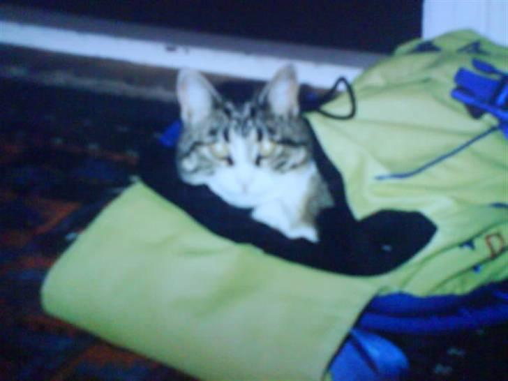 Blanding af racer betty<3 - og ligge i en taske er bare livet:) billede 4