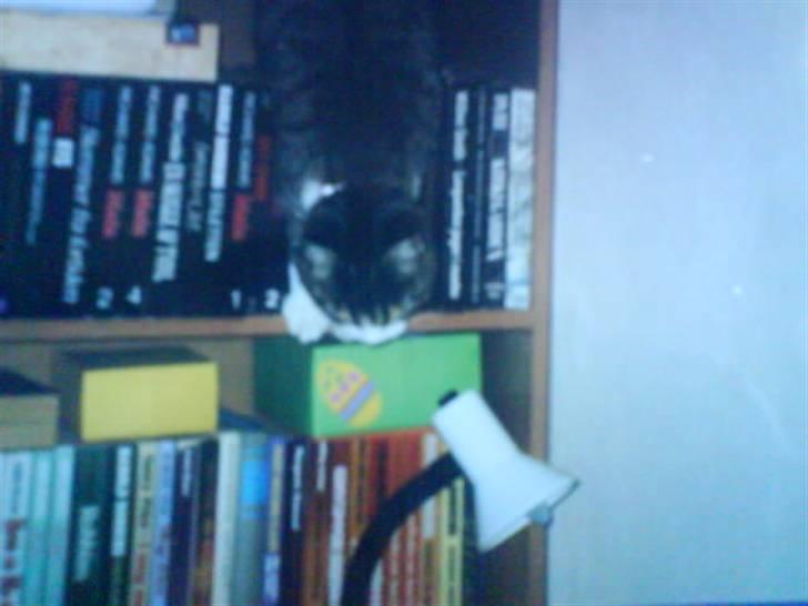 Blanding af racer betty<3 - hov her måtte jeg vist ikke være;) billede 5