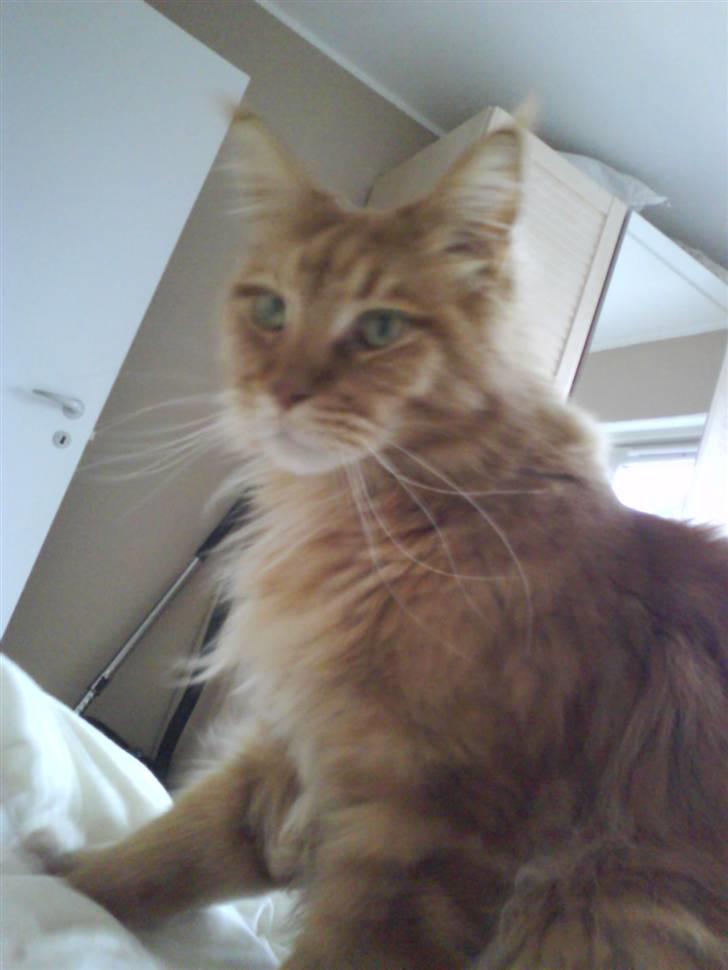 Maine Coon DK Brightcoons arcki - godmorgen mor nu ska du op  billede 5